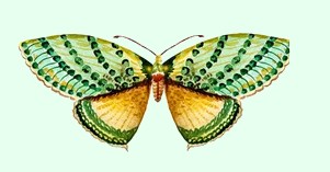 Personality Test Butterfly 5